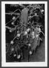 Night blooming cereus in bloom.jpg (165181 bytes)
