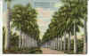 Stately Royal Palms of the Everglades.jpg (73831 bytes)