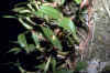 encyclia pygmaea in Fakahatchee Strand.jpg (334273 bytes)