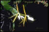 epidendrum nocturnum in bloom Fakahatchee Strand.jpg (117910 bytes)
