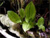 orchid liparis.jpg (61279 bytes)