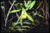 vanilla phaeantha in Fakahatchee.jpg (326521 bytes)